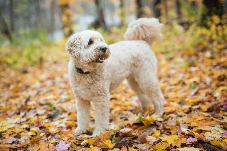 Cão goldendoodle feliz lá fora na temporada de outono