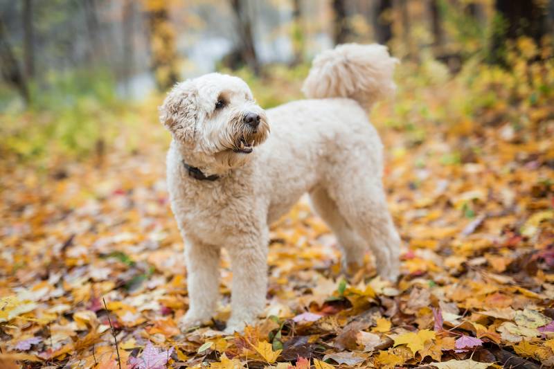 Happy goldendoodle dog outside in autumn season