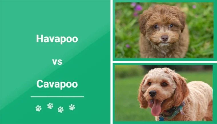Havapoo vs Cavapoo - Featured Image