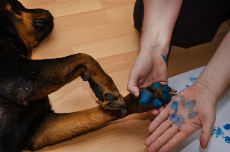 Human putting paint on dog paw