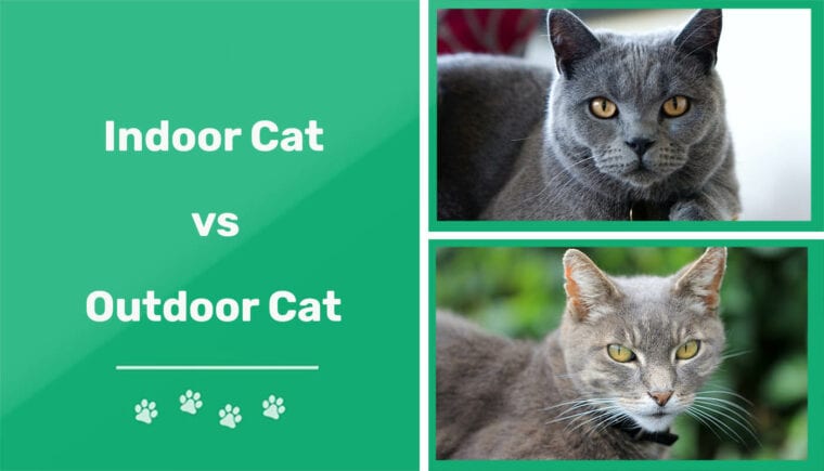Indoor cat vs Outdor cat