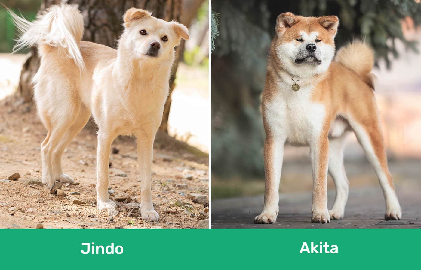 Jindo vs Akita uno al lado del otro