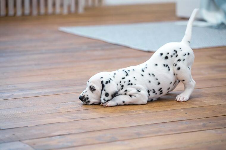 El pequeño cachorro dálmata se encuentra en el suelo de madera.