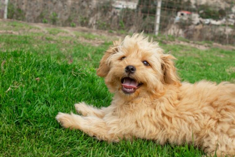 Mini Goldendoodle puppy dog ​​walks outdoors on a green lawn