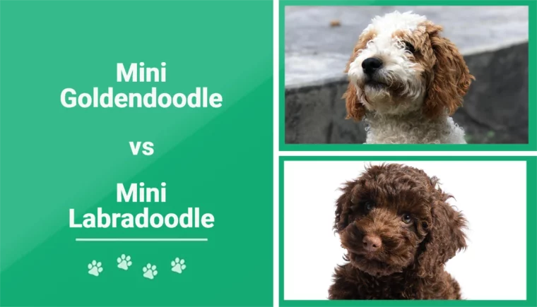 Mini Goldendoodle vs Mini Labradoodle - Featured Image