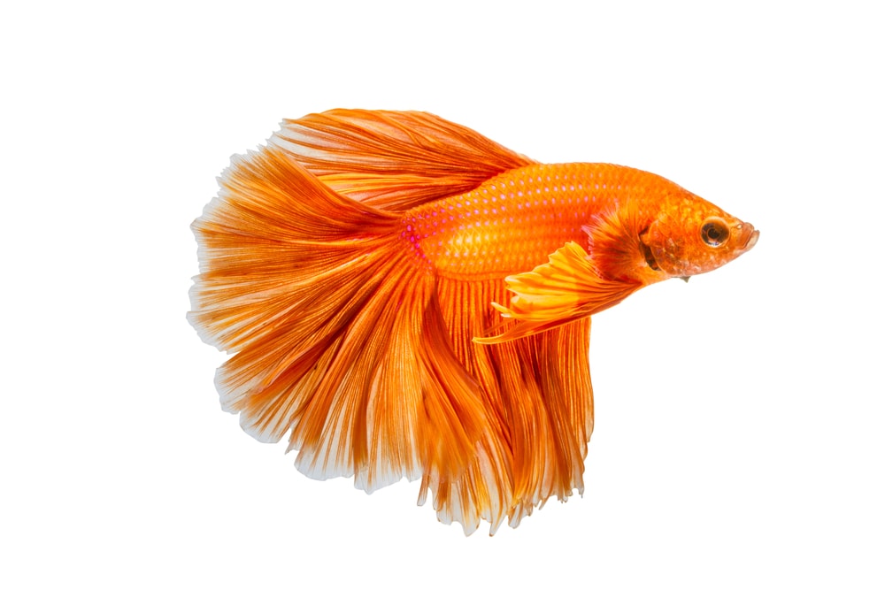Solid Orange Betta Fish on a White background