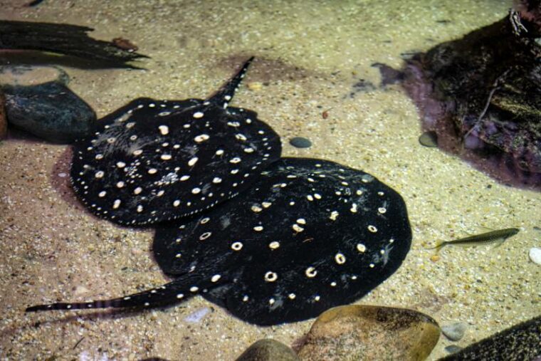 Pair of Black and White Polka Dot Sting Rays on Sea Floor