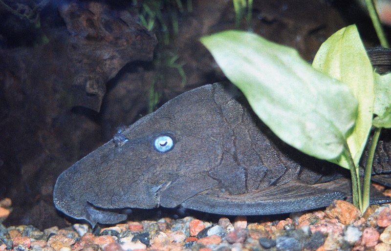 Panaque cochliodon - Blue-eyed plec