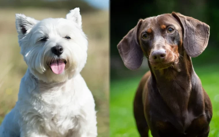 Parent breeds of West Highland Doxie