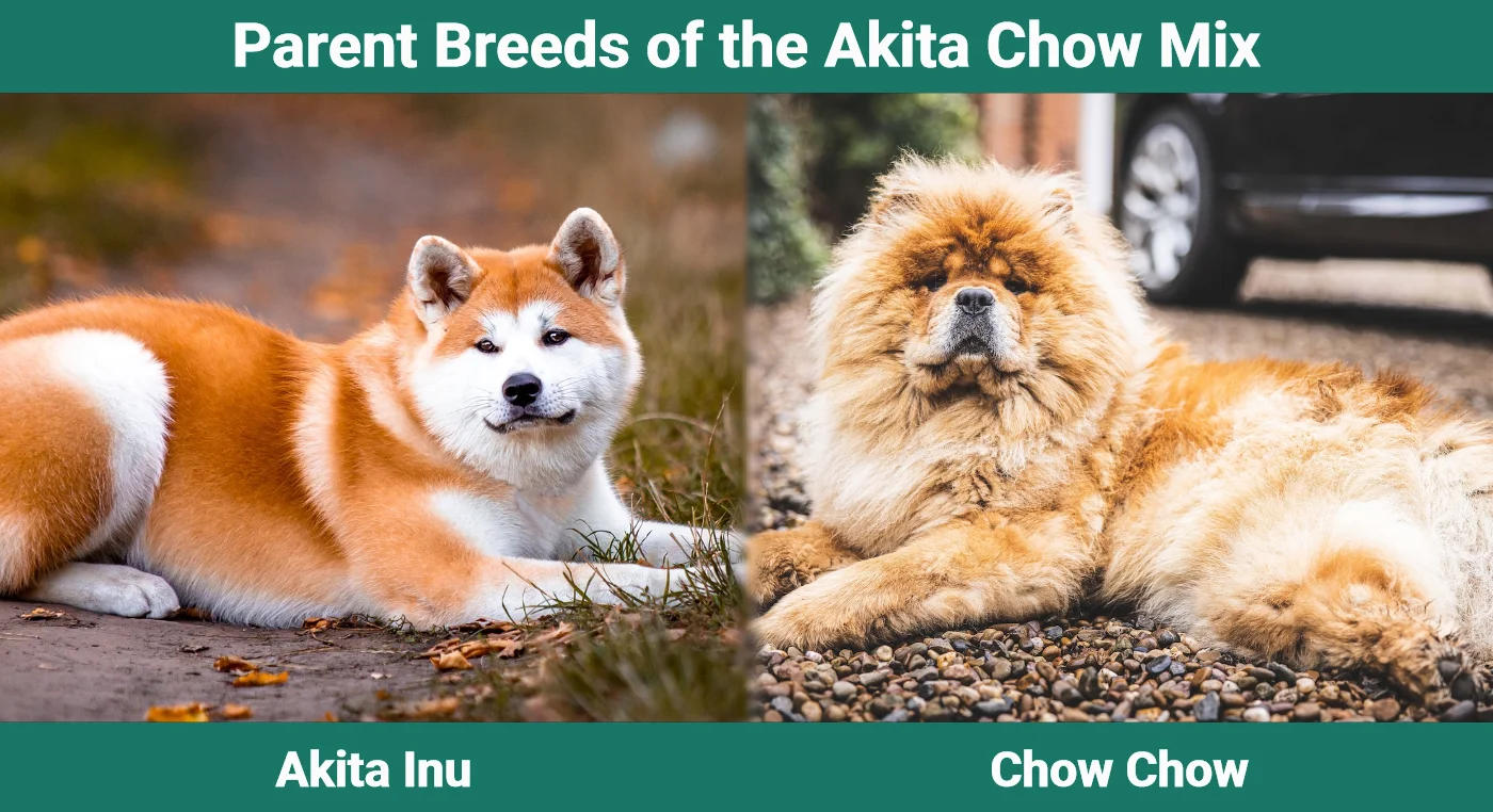Parent breeds of the Akita Chow Mix