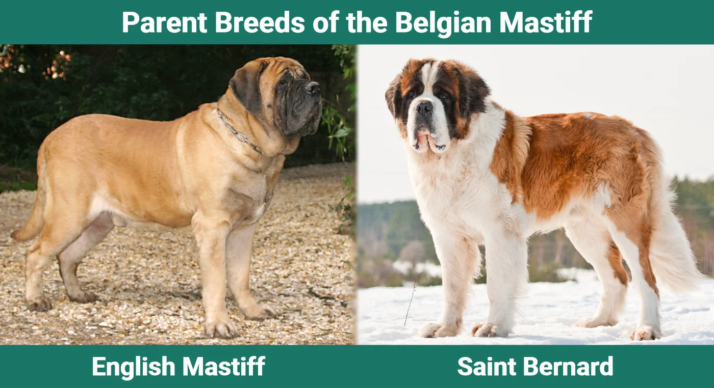 Parent breeds of the Belgian Mastiff