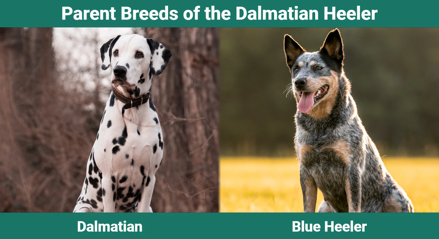Parent breeds of the Dalmatian Heeler