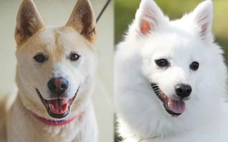 Jindo Spitz Mix: Pictures, Guide, Info, & Care | Pet Keen