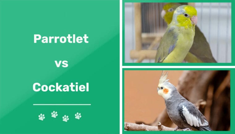 Parrotlet vs Cockatiel