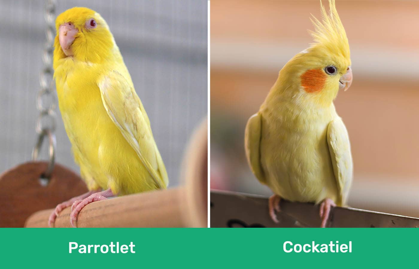 Parrotlet vs Cockatiel uno al lado del otro