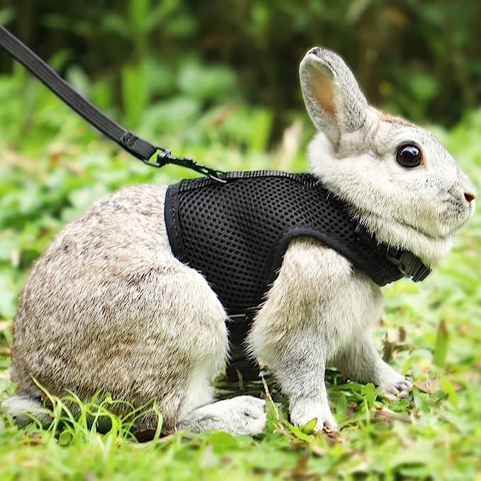 Pettom Bunny Rabbit Harness with Stretchy Leash