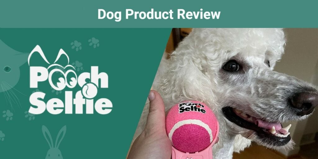 Pooch Selfie Dog Product Review 2023 Our Expert’s Opinion Pet Keen