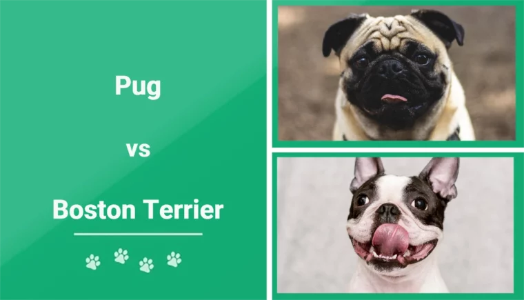 Pug vs Boston Terrier - Featured Image