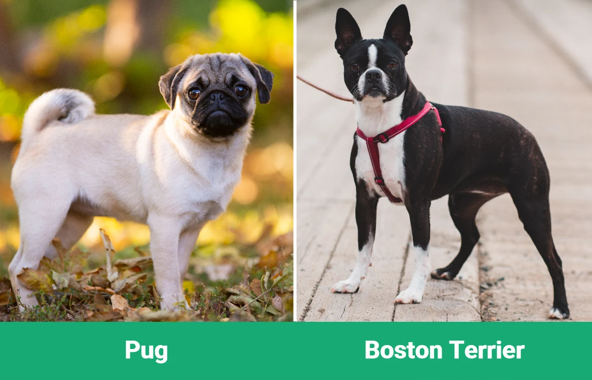 Pug vs Boston Terrier - Diferencias visuales