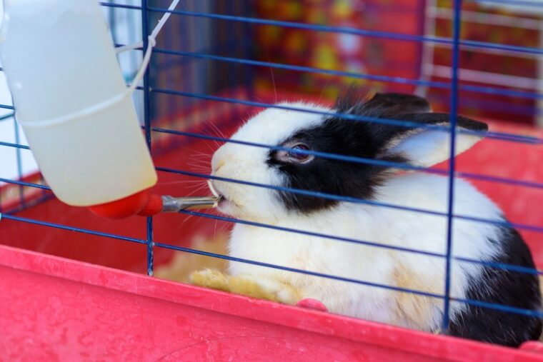 Rabbit drinking from a water bottle inside cage