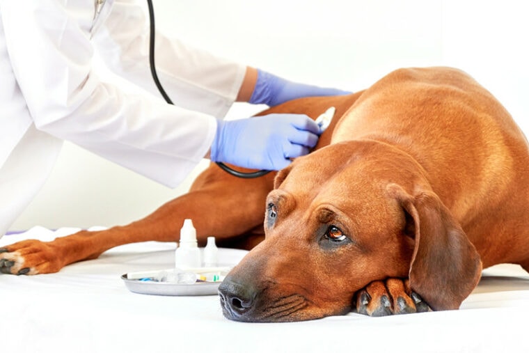 Rhodesian Ridgeback dog sick with vet