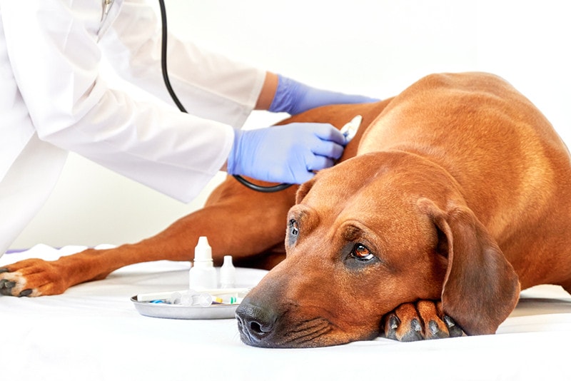 Cão Rhodesian Ridgeback doente com veterinário