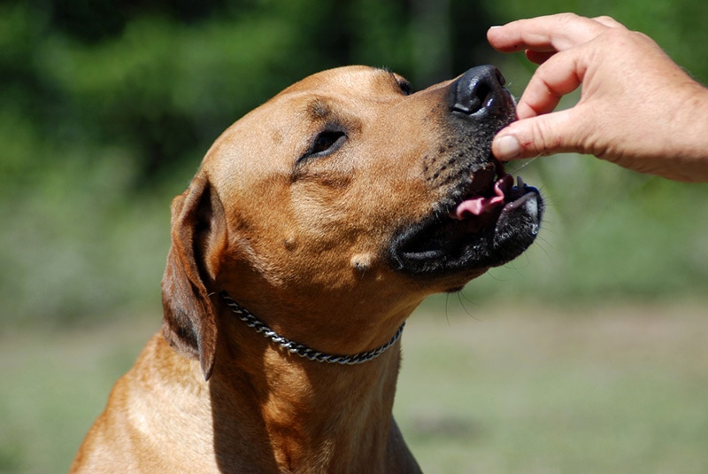 Rhodesian Ridgeback hound dog in obedience training outdoors treat