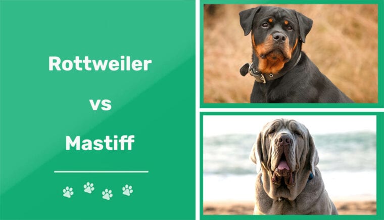 Rottweiler vs Mastín