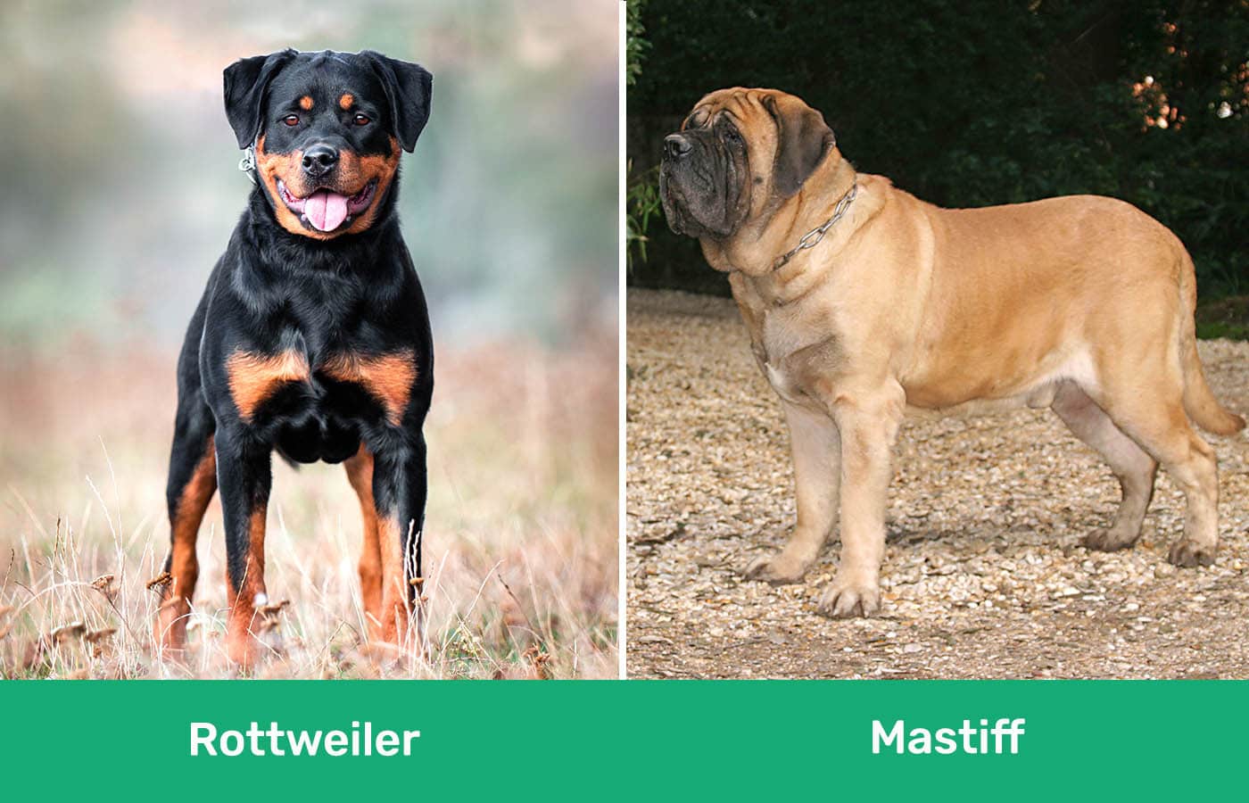 Rottweiler vs Mastín uno al lado del otro