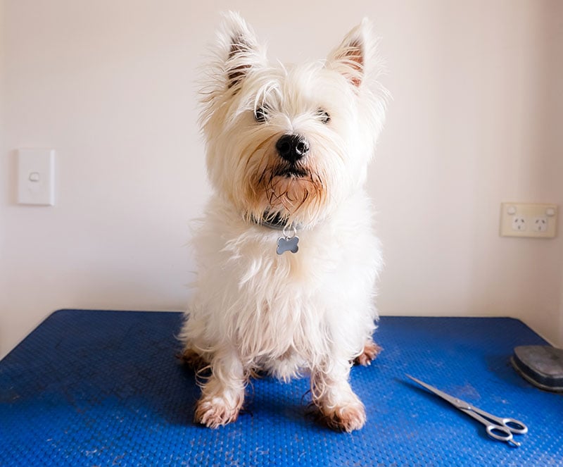 Scruffy dirty west highland white terrier westie dog on grooming table with scissors