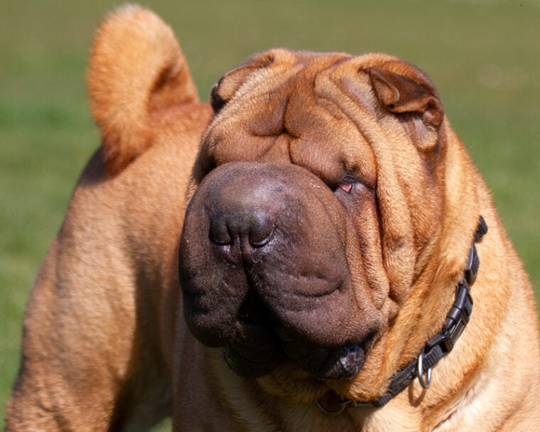 Shar Pei with stenotic nares and ectropion