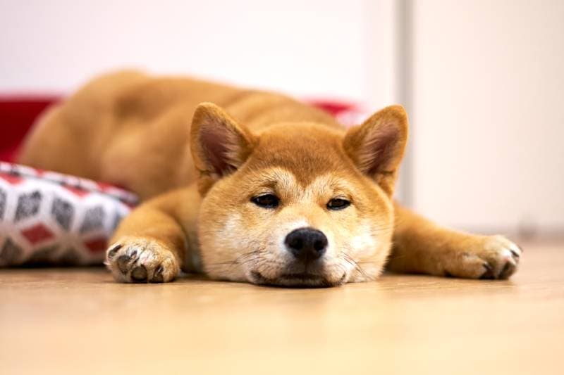 Cachorro Shiba Inu aburrido en casa