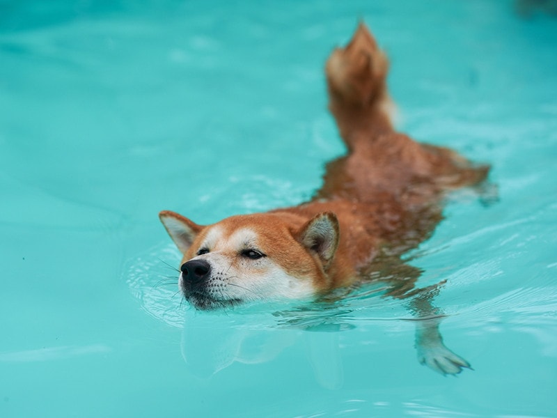 Perro shiba inu nadando en una piscina