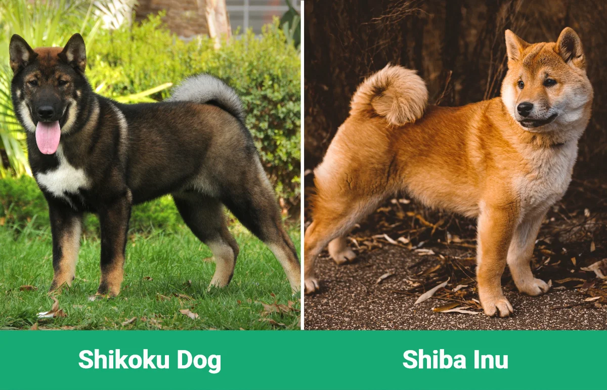 Shikoku Dog vs Shiba Inu - Diferencias visuales