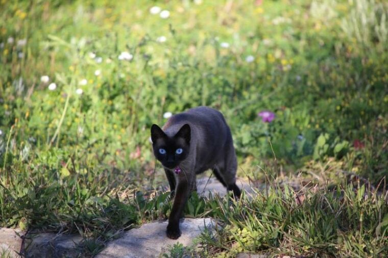 Siamese black cat with blue eyes going on an stones alley bordered of grass and savage flowers