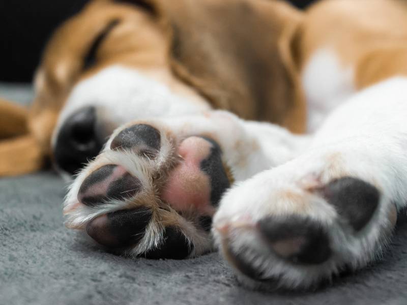 Sleeping beagle dog paw pads