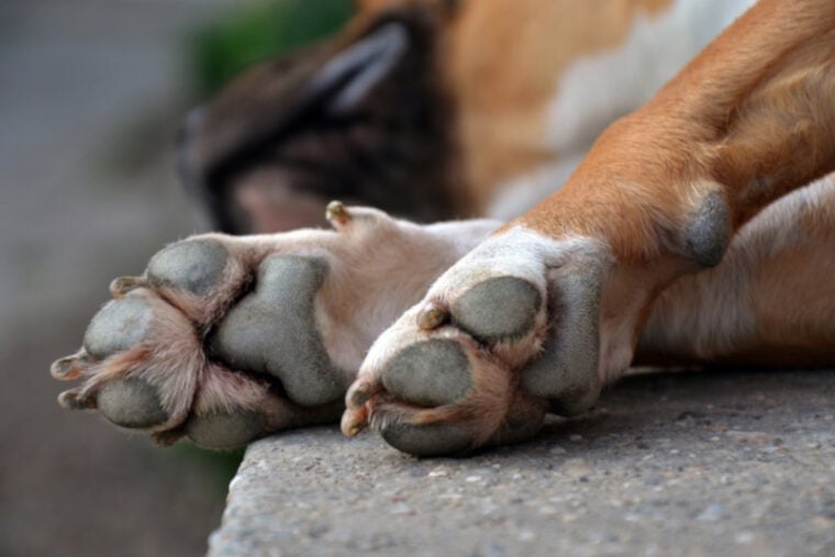 Sleeping dog with paws crossed
