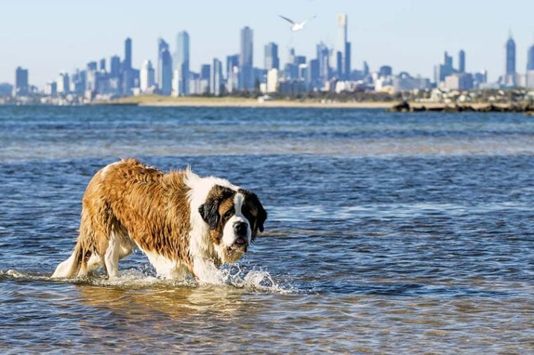 St Bernard dog splashing at the beach