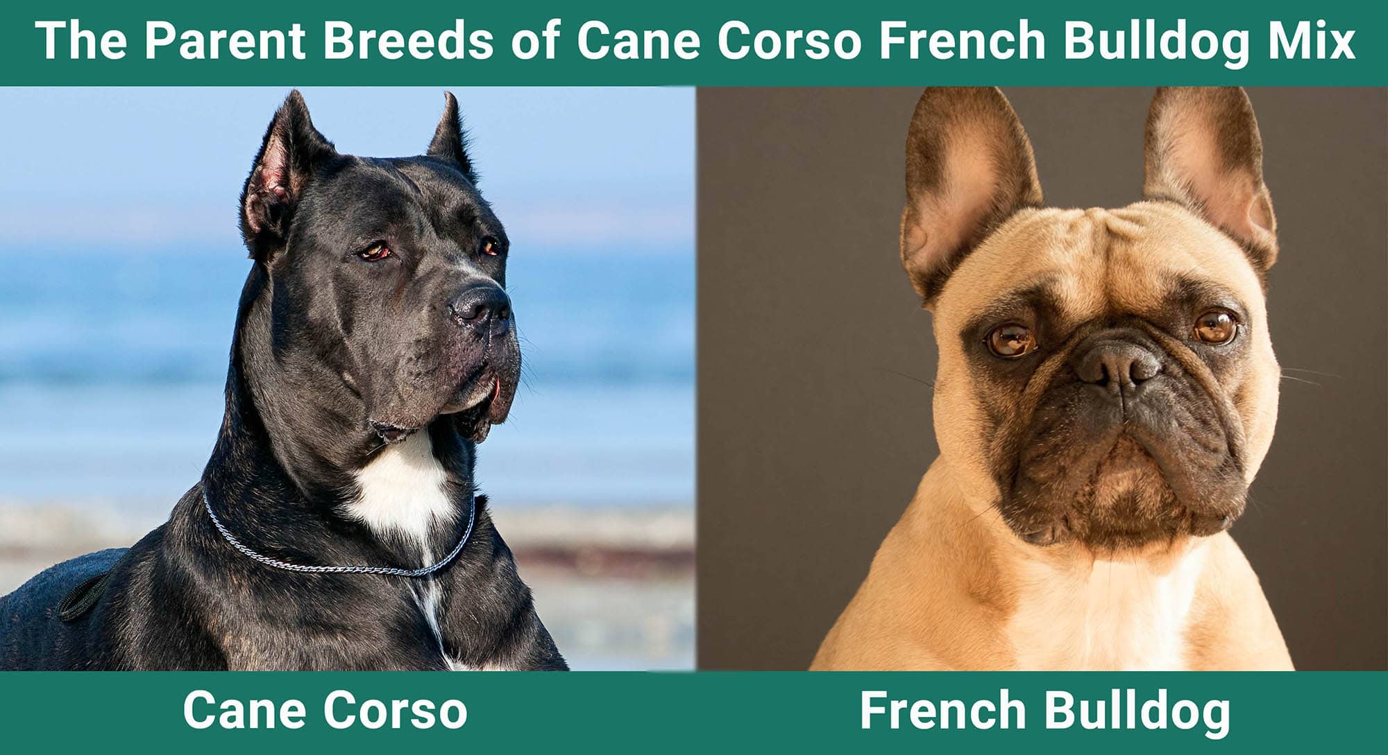 The Parent Breeds of the Cane Corso French Bulldog Mix