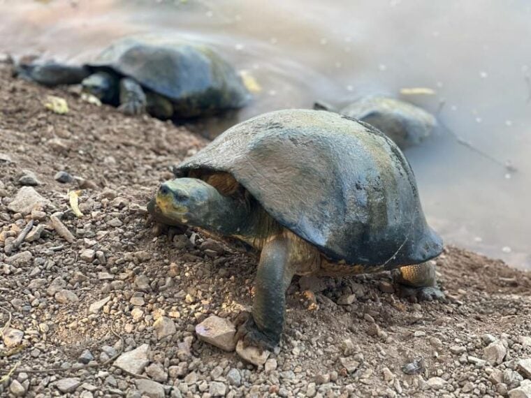 Tortoises walking from water to dry ground