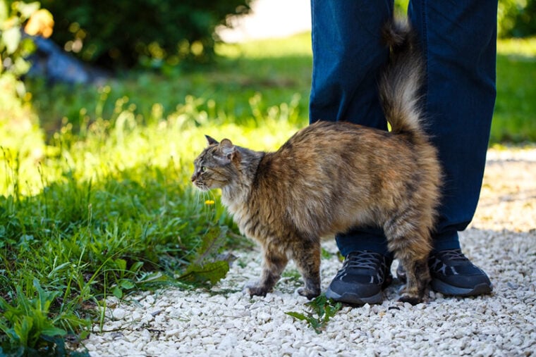 Tricolor long-haired cat rubs against the legs of owner
