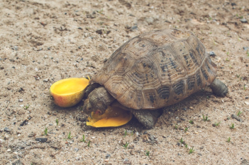 Turtle eating mango on the ground