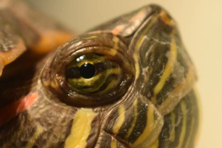 Turtle green eyes watching closeup