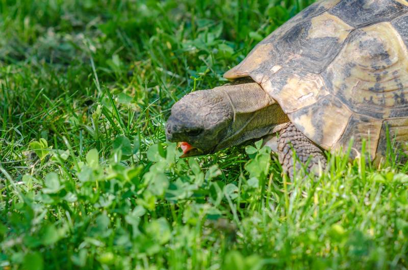 Primer plano de cabeza de tortuga con la boca abierta sobre hierba verde