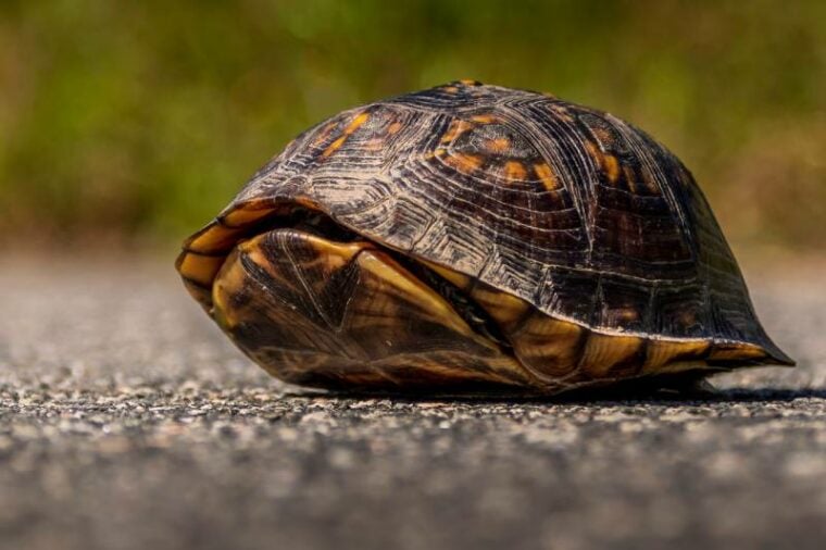 Turtle hiding inside it's shell