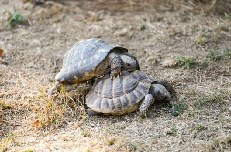Two turtles mating