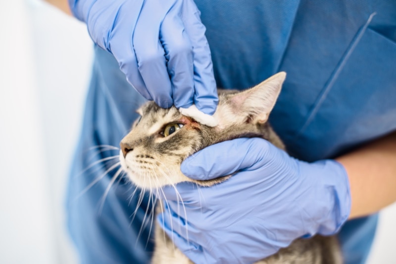 Veterinario limpiando la infección de un gato cerca de los ojos