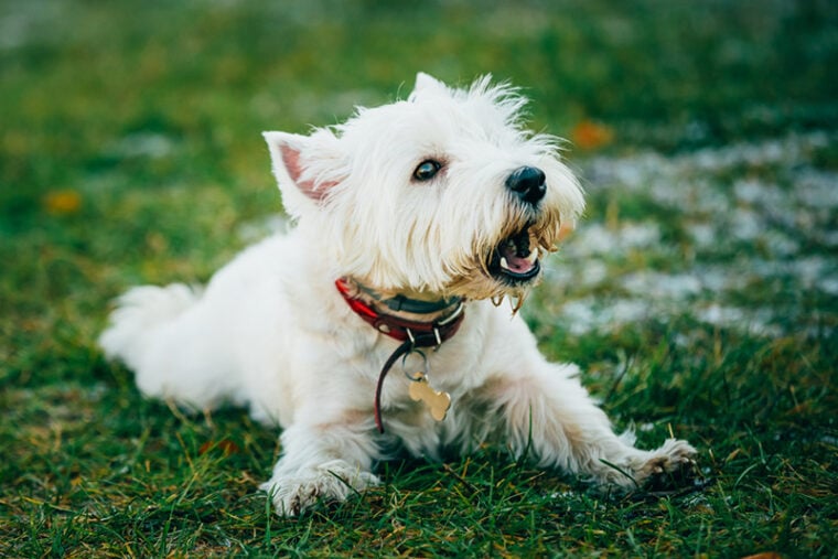 West Highland White Terrier - Westie, Westy ladrando al aire libre