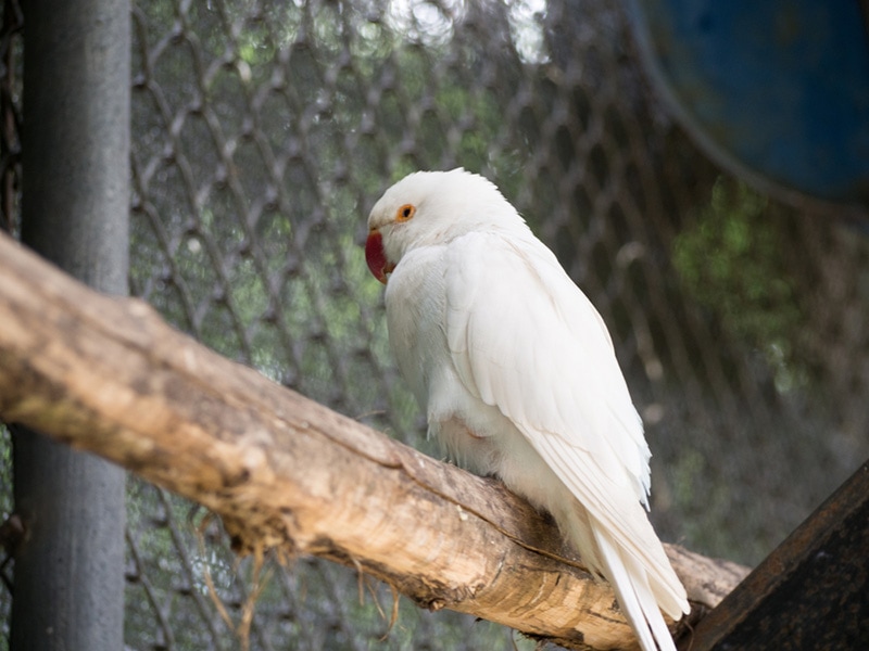 White Ringnecked Parakeet