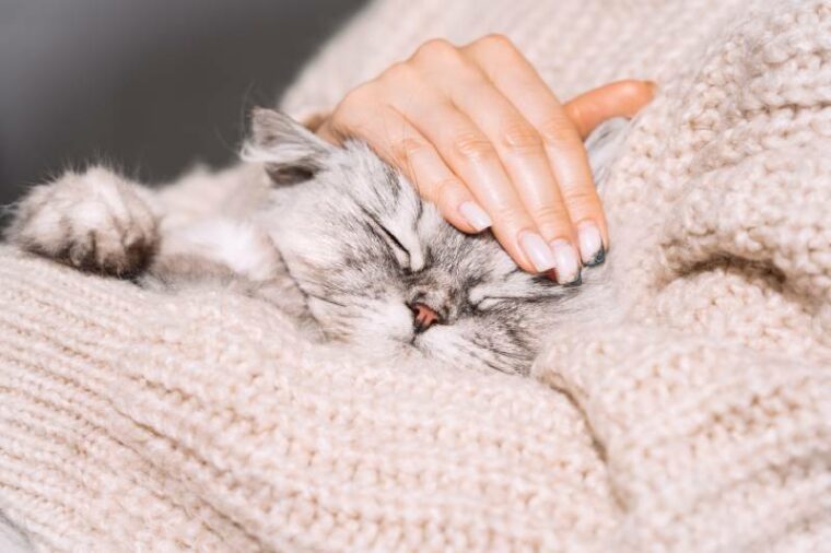 Woman petting her lovely fluffy cute cat